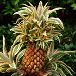 Ananas comosus f. variegata