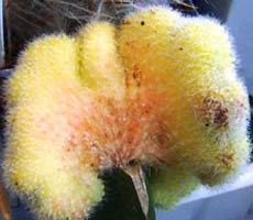 Echinopsis silvestrii