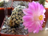 Mammillaria-theresae