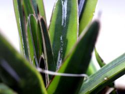 Agave victoriae-reginae (var yellow)