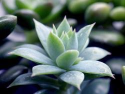 Graptopetalum macdougallii