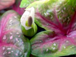 Caladium