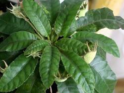 Dorstenia crispa variegata