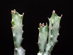 Euphorbia lactea (variegata)