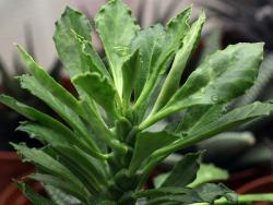 Euphorbia stapelioides