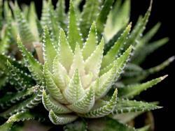 Haworthia cv White Bird