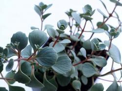 Sedum cauticola cv Lidakense