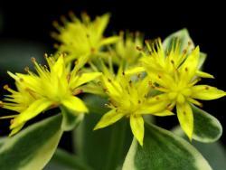 Sedum reflexum variegated