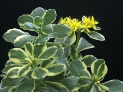 Sedum reflexum variegated