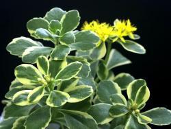 Sedum reflexum variegated