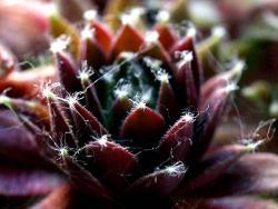 Sempervivum cv Andromeda