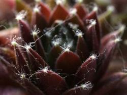 Sempervivum cv Andromeda