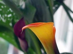 Zantedeschia 'Yellow'