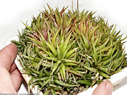 Haworthia angustifolia v. liliputana