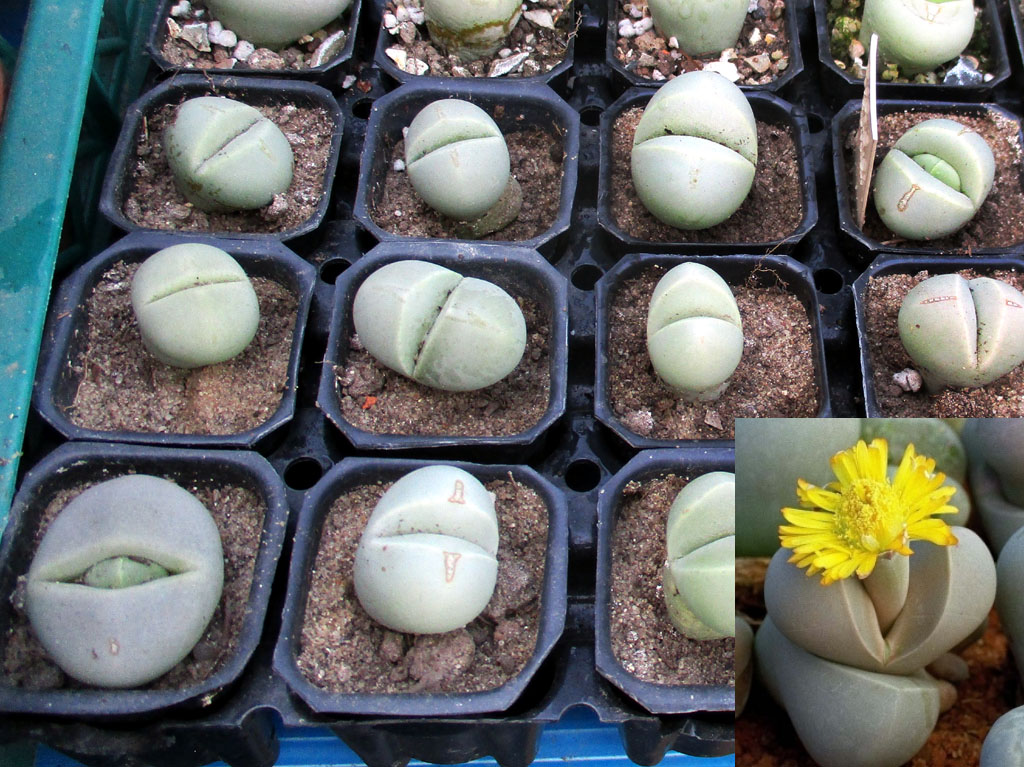 Lithops optica CV rubra