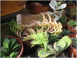 Aloeloba cv. Jardean