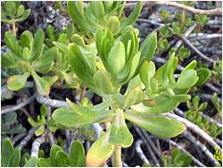 Sedum dendroideum ssp. praealtum 