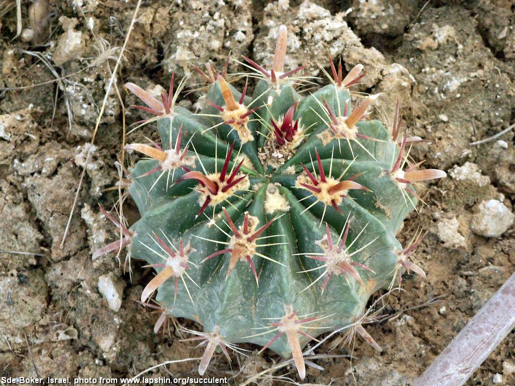 Red fishhook cactus..