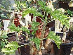 Pelargonium crithmifolium 