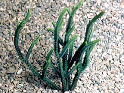 Crassula lycopodioides ssp. lycopodioides (Crassula muscosa)