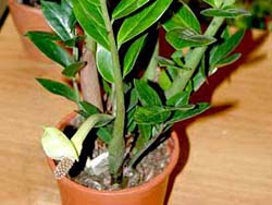 Zamioculcas zamiifolia 