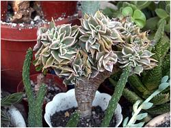 Aeonium cv. Sunburst f. cristata