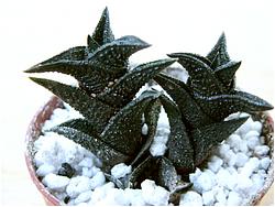 Haworthia nigra